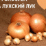 Поддержи свой бренд — голосуй за лухский лук! - Родная Нива