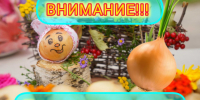 Объявляем Луковые конкурсы!. - Администрация